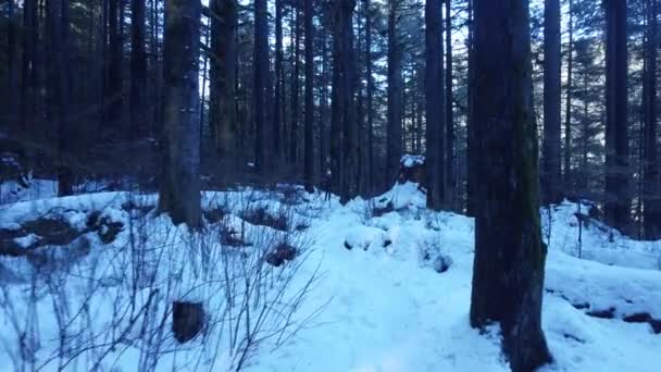 Silnice Pokrytá Sněhem Lese Chladného Zimního Dne — Stock video