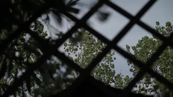 Ein Blick Aus Dem Gitterfenster Auf Grüne Bäume Gegen Den — Stockvideo