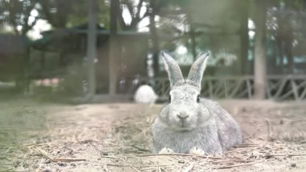 Мила Пара Кроликів Грає Зоопарку — стокове відео