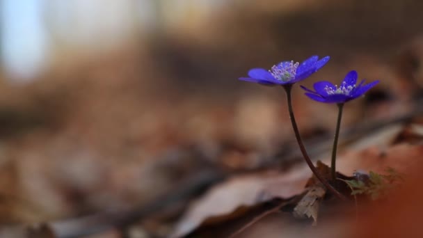 Μια Επιλεκτική Εστίαση Του Hepatica Transsilvanica Άγριο Λουλούδι Στο Δάσος — Αρχείο Βίντεο