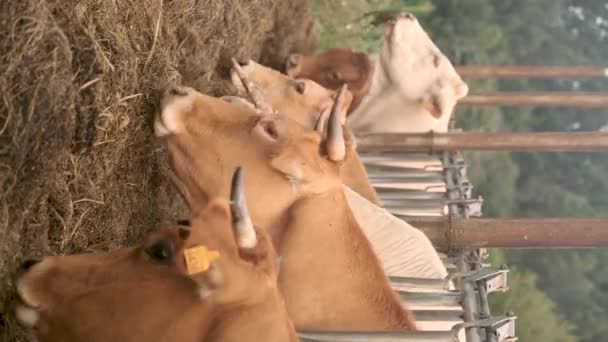 Szarvasmarhák Legeltetése Pajtában — Stock videók