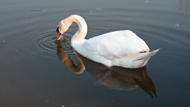 Een Eenzame Witte Zwaan Zwemt Een Rustig Meer Met Dunne — Stockvideo