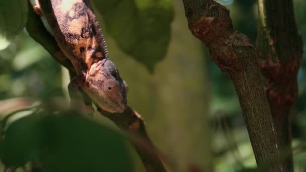 Joli Caméléon Descendant Sur Branche Zoo Zurich — Video