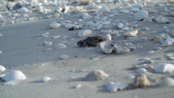 Een Baby Loggerhead Zee Schildpad Kruipend Richting Van Oceaan — Stockvideo