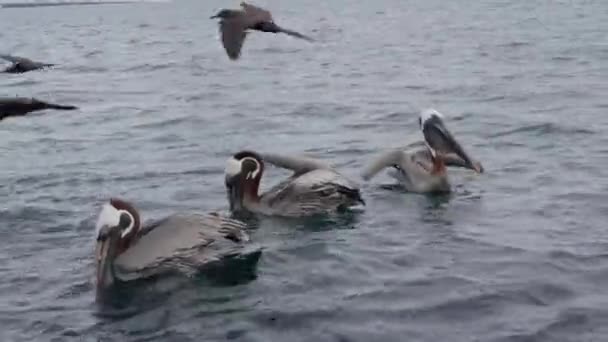 Bando Pelicanos Castanhos Califórnia Nadando Lago — Vídeo de Stock