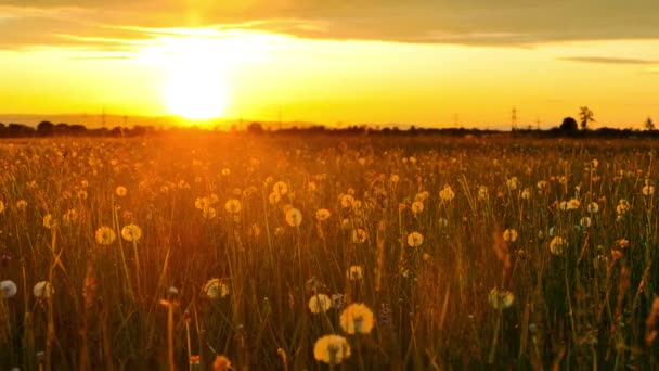 夕暮れ時の草原のタンポポ Taraxacum の美しい景色 — ストック動画