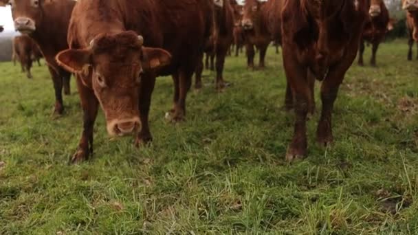 Pintoresco Tiro Vacas Pasto Campo Comiendo Hierba — Vídeo de stock