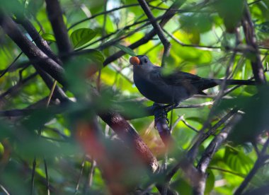Bir ağaç dalına tünemiş ve yemek yemeye çalışan sıradan bir karatavuğun yakın plan fotoğrafı.