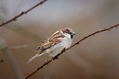Erkek Serçesi (Passer domesticus) kepek üzerine tünemiştir.