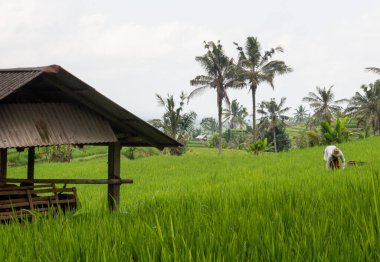 Ubud, Bali 'de pirinç tarlasında çalışan biri.