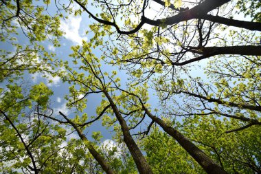 Ağaçların alçak açılı görüntüsü güzel bir gökyüzüne karşı