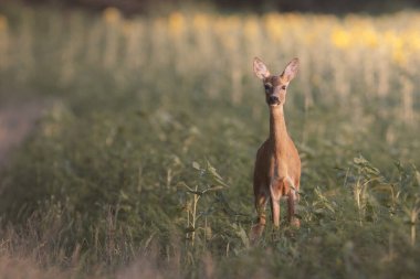Tarladaki güzel bir geyik manzarası.