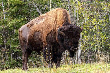 Alaska otobanındaki Bison