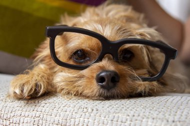 Siyah çerçeveli gözlüklü bir Yorkshire Terrier köpeği.