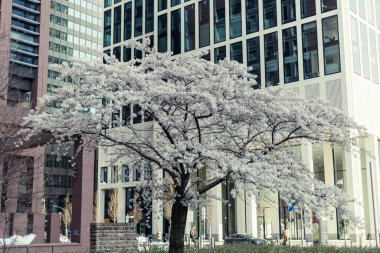 Modern binalara karşı beyaz çiçekli güzel bir kiraz çiçeği.