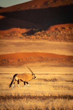 Namibya çölünde yürüyen bir mücevher.