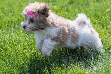Çimlerin üzerinde koşan pembe kurdeleli Havanlı bir bizon yavrusunun yakın plan fotoğrafı.