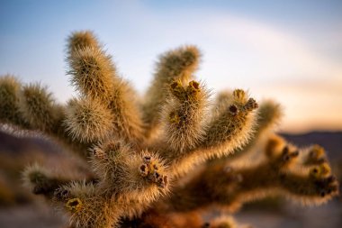 Gümüş cholla (sillindropuntia echinocarpa) seçici odak noktası)