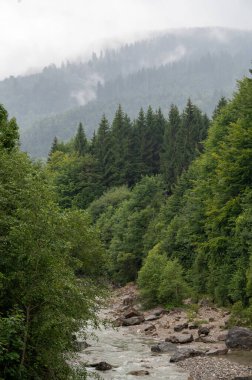 Güney Almanya 'nın Bavyera Alpleri' ndeki sisli ormandan geçen sığ bir nehrin dikey görüntüsü.