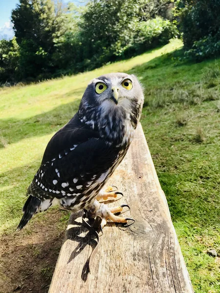 Vertical Closeup Little Owl Dark Plumage Yellow Eyes Looking Camera — Stock Photo, Image