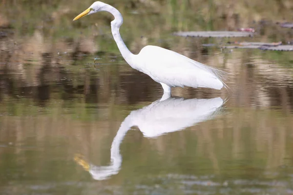 Closeup Shot White Swan Pond — Stock Photo, Image