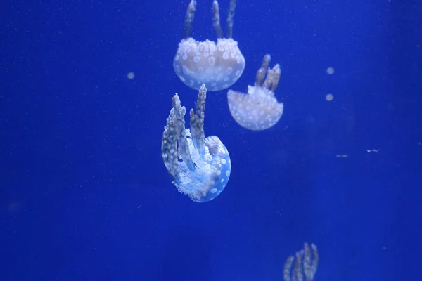 Primo Piano Meduse Nell Acqua Blu — Foto Stock