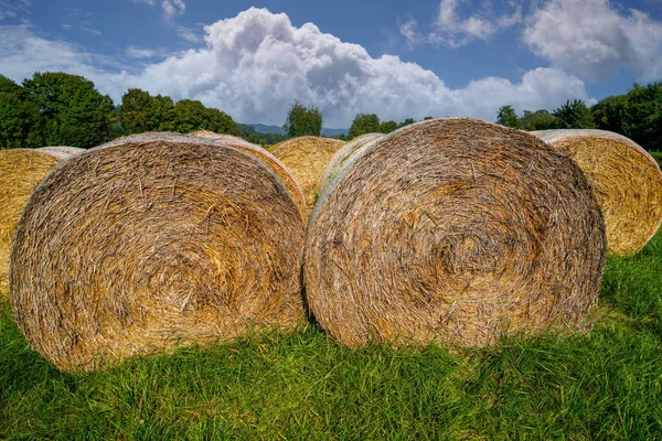 Primer Plano Fardos Heno Campo Como Forraje Para Vacas —  Fotos de Stock