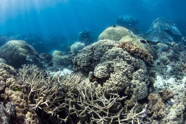 Krásný Barevný Korálový Útes Žijící Velkém Bariérovém Útesu Cairns Queensland — Stock fotografie