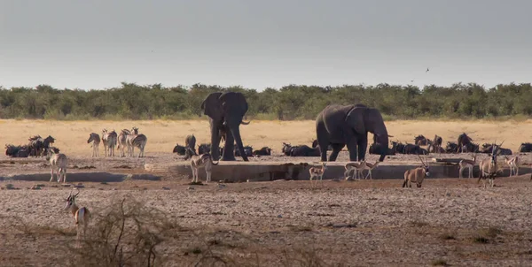 水坑上的一群野兽 羚羊和大象 — 图库照片