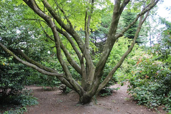 Tree Many Branches Park — Stock Photo, Image