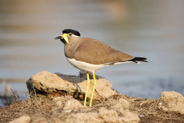 Een Close Shot Van Een Geel Wattled Kievit Vogel Een — Stockfoto