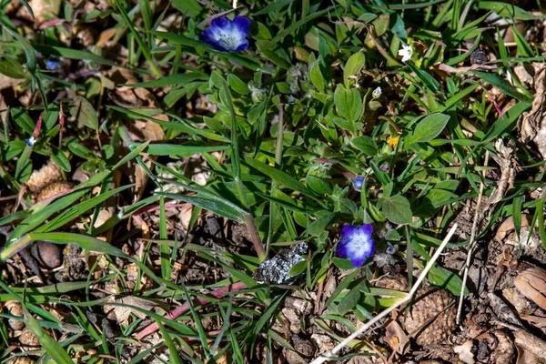 Felső Nézet Kék Perzsa Speedwell Virágok Pályán Napsütéses Időben Kaliforniában — Stock Fotó