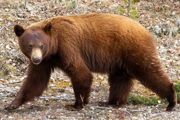 Brown Bear Alaska Highway — Stock Photo, Image