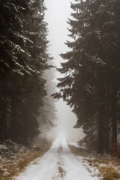 Eine Vertikale Aufnahme Eines Weges Einem Wald Einem Düsteren Wintertag — Stockfoto