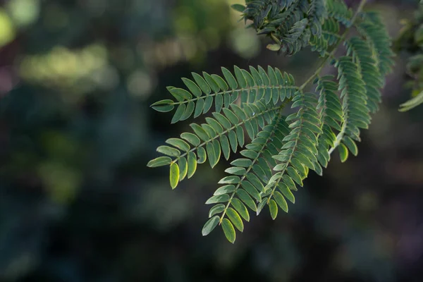 成長中のシダ植物の選択的焦点ショット — ストック写真