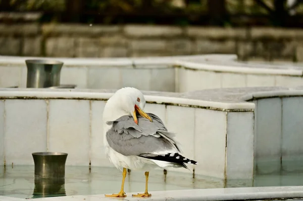一只海鸥站在喷泉的边缘 — 图库照片