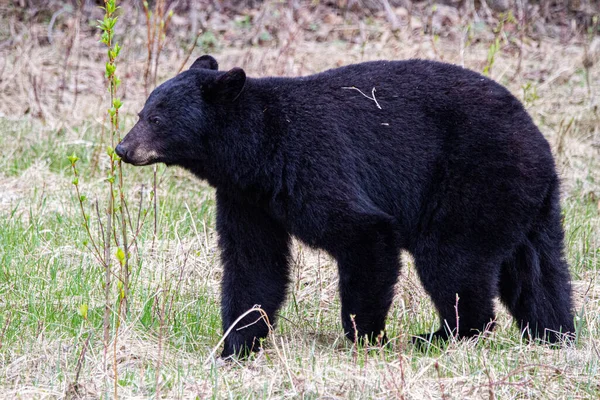 アラスカ高速道路の黒い熊 — ストック写真