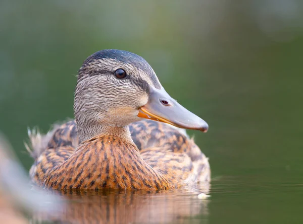 Μια Όμορφη Mallard Επιπλέουν Στη Λίμνη — Φωτογραφία Αρχείου