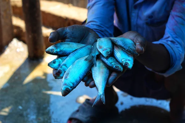 Fisherman Hands Holding Freshly Caught Fish — Stock Photo, Image