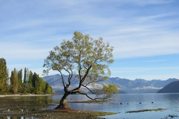 Una Vista Panorámica Árbol Creciendo Una Orilla Lago Contra Bosques —  Fotos de Stock