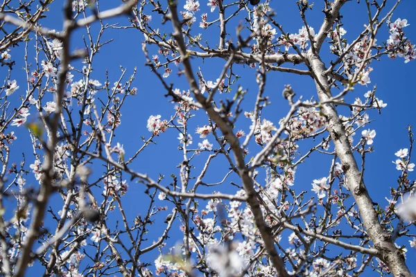 Frühlingsblüher Auf Dem Blühenden Kirschbaum Kroatien — Stockfoto