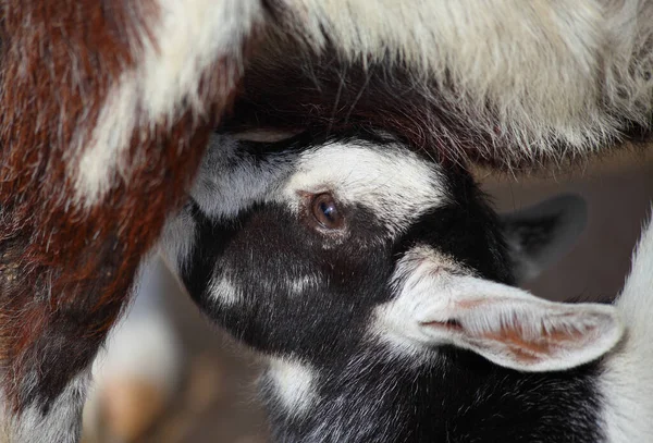 Closeup Photo Goat Calf Suckling Its Mother Motherhood Concept — Stock Photo, Image