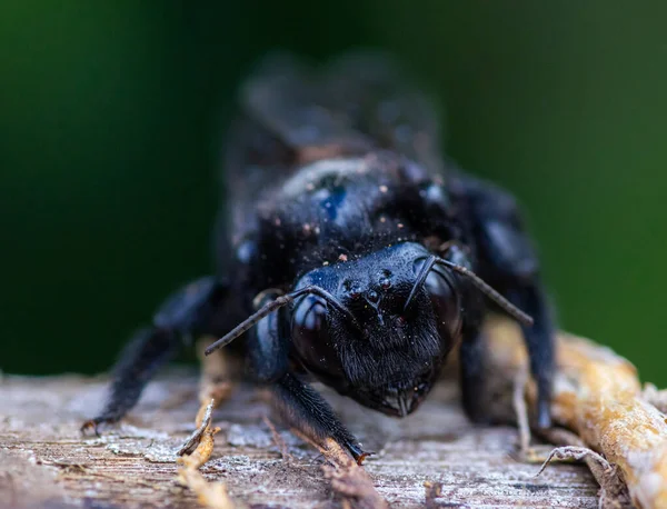 Ett Makro Skott Svart Insekt Ansikte — Stockfoto