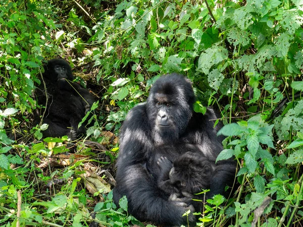 Grupo Gorilas Parque Nacional Virunga República Democrática Del Congo — Foto de Stock