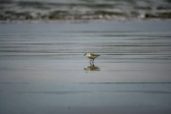 Gün Boyunca Denizde Bir Sanderling Güzel Bir Görüntüsü — Stok fotoğraf