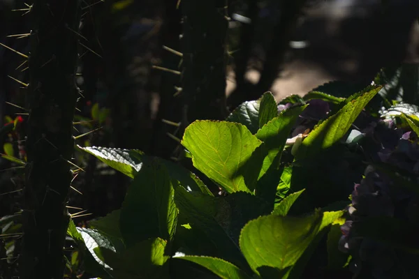 Eine Nahaufnahme Der Grünen Blätter Unter Sonnenlicht — Stockfoto
