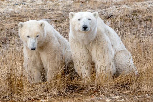 Gros Plan Deux Ours Polaires Assis Sur Herbe Sèche — Photo