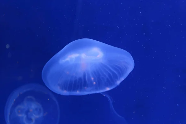 Primer Plano Medusas Agua Azul —  Fotos de Stock