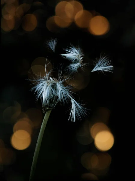 Vertical Closeup Blown Sowthistle Seed Head Dark Background — Stock Photo, Image