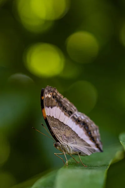 Primer Plano Una Hermosa Mariposa Una Hoja Con Luces Bokeh — Foto de Stock